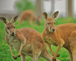 Two alert kangaroos standing on hind legs.. Two alert kangaroos standing on hind legs..