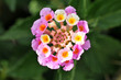 Yellow and Pink Flowers