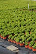 plantations