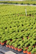 plantation