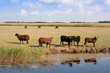 Herd of brown sheep in the wide dutch meadow