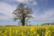Jahreszeiten Fühlung - Rapsfeld mit Baum