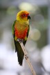 Aratinga solstitialis called Sun Conure little parrot Aratinga solstitialis called Sun Conure little parrot