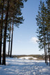 Winter landscape Winter landscape
