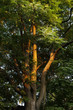 Götterbaum Götterbaum