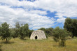 Pajara and trees