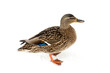 Wild duck