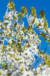 Blossoming garden Blossoming garden
