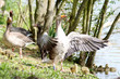 Gans