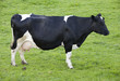 Dutch cow