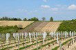Vignes au printemps (coteaux de Loire)