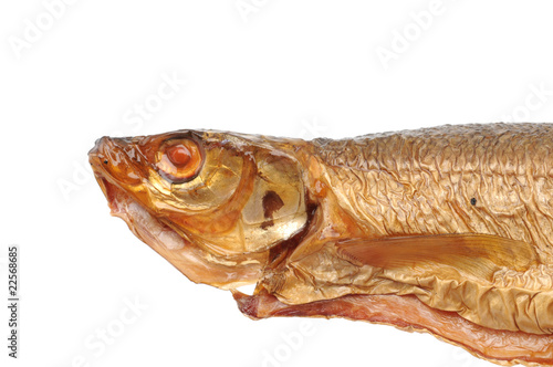 Foto: Chiemseerenke Chiemseerenke