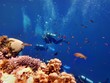 Red Sea