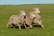 Three merino sheep running in close formation in pasture