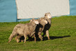 Equal rights for sheep concept