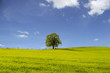 Einsamer Baum