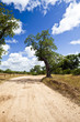 Trees on a Dirt Road
