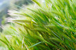 Ears of wheat