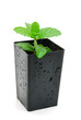 mint seedling in pot isolated