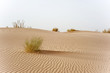 Desert