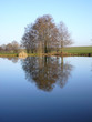 Spiegelung Baum