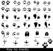 Collection of animal and bird trails with name