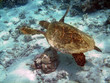 Turtle and coral reef
