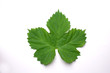 Foto: Hopfen Hopfen