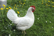 Huhn_d1714