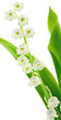 brin de muguet sur fond blanc