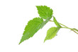 Strawberry leaves