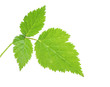 Strawberry leaves