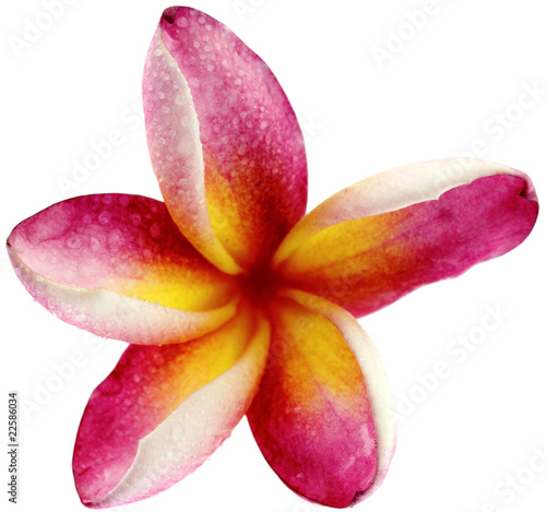 Photo: fleur rose de frangipanier, fond blanc fleur rose de frangipanier, fond blanc
