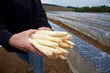 weißer Spargel auf einem Spargelfeld weißer Spargel auf einem Spargelfeld