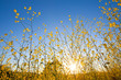 Mustard plant flowers against blue sky at sunrise