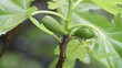 Figues pas mûres