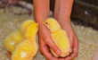 Foto: schützende Hand schützende Hand