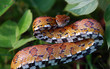 Eastern Corn Snake