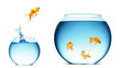 goldfish jumping out of the water