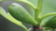 Figues pas mûres