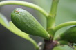 Figues pas mûres Figues pas mûres