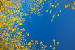 Mustard flower blooms rising into the blue sky