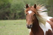 Ponette crinière au vent
