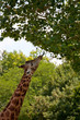 girafe girafe