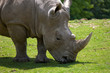rhinocéros rhinocéros