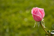 la flor del jardín