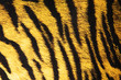����: Imitation of tiger leather as a background � Elnur #22606074