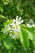 White apple blossoms close up