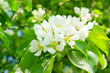 White apple blossoms close up