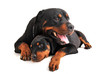rottweiler et son chiot rottweiler et son chiot